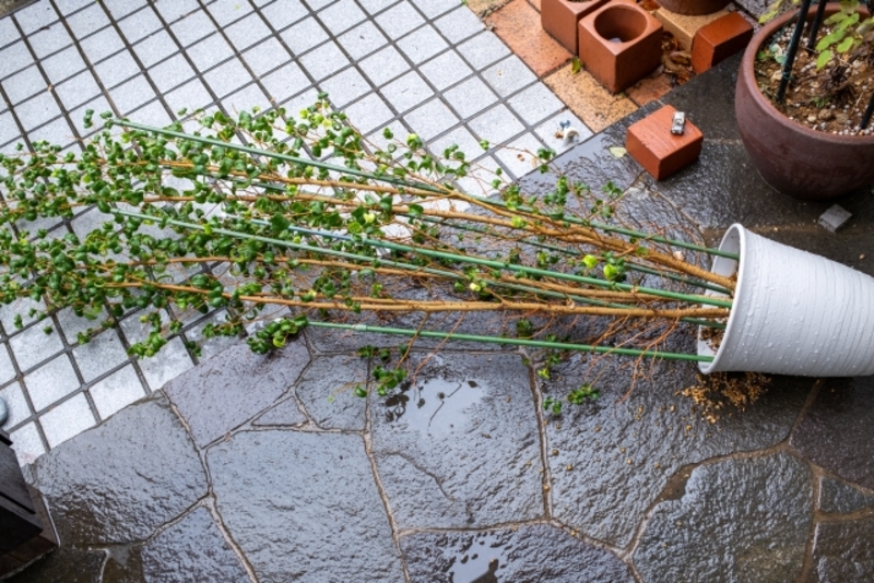 強風被害 防ぐ 対策