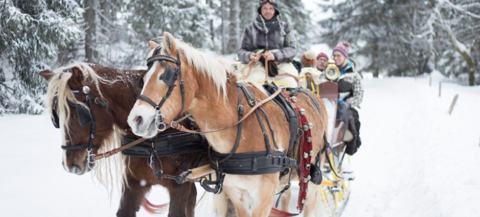 Schwarzwald Pferdeschlittenfahrt