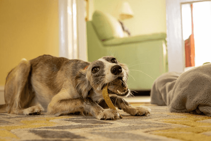 Manage pets during meter installation