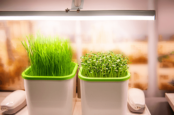 Natural vs artificial lighting for plants