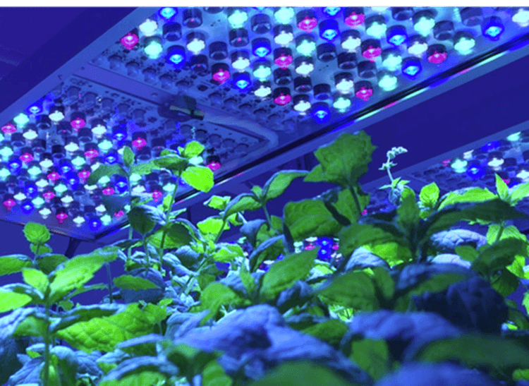 Blue light for vegetative growth