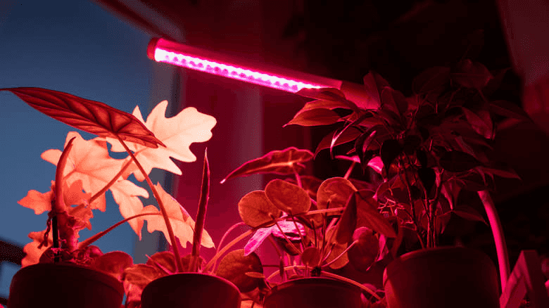 Red light for flowering