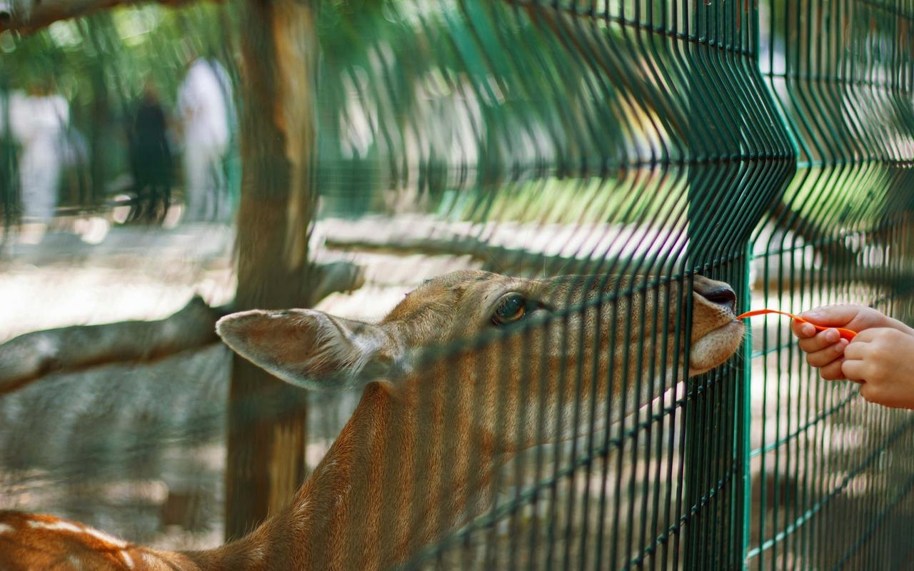 Camping proche du zoo de Beauval