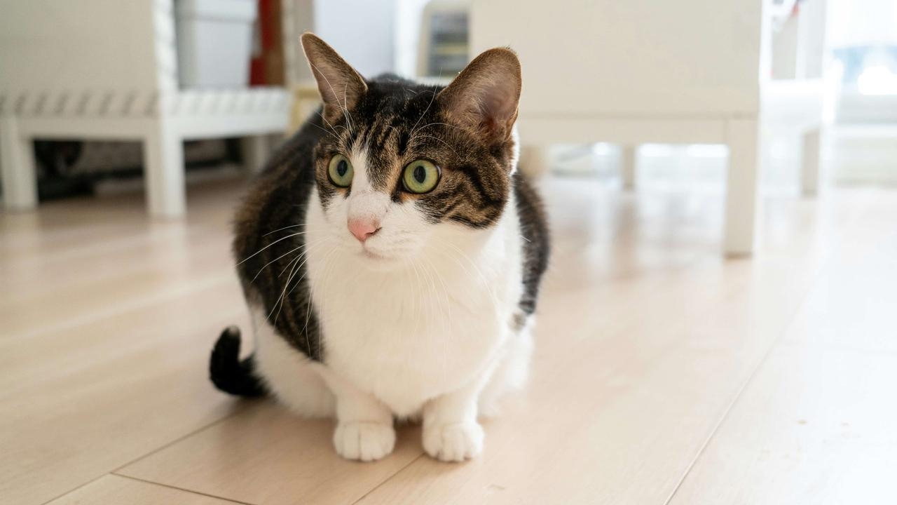 rafraîchir un chat