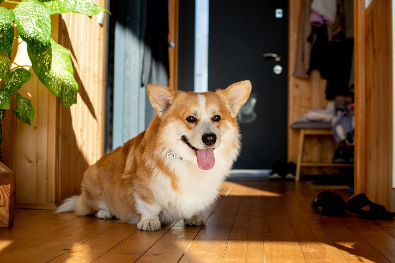 rafraîchir un chien