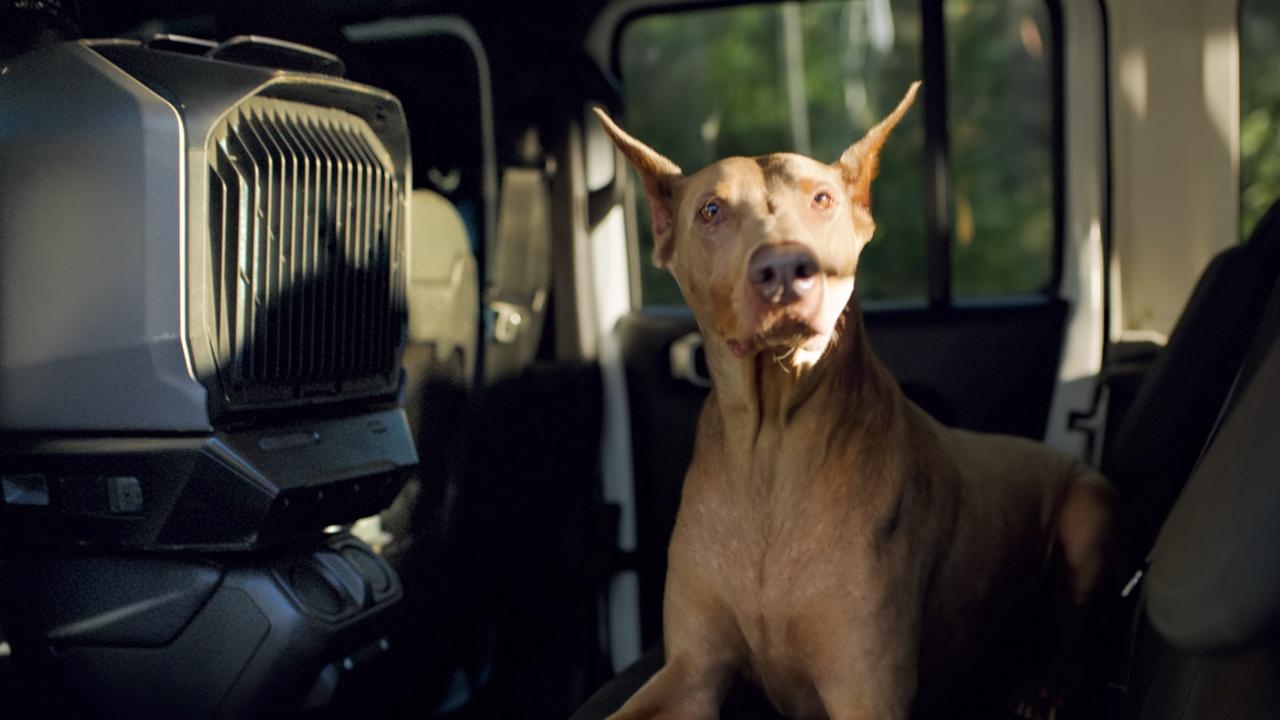 rafraîchir un chien