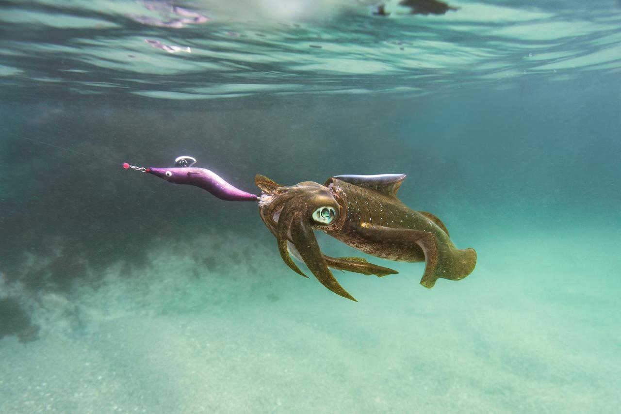 Pêche à la turlutte